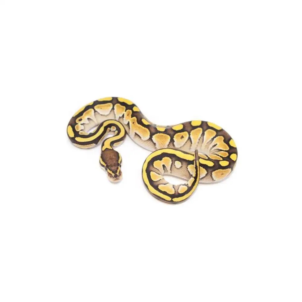 Python regius "Butter" Python royal