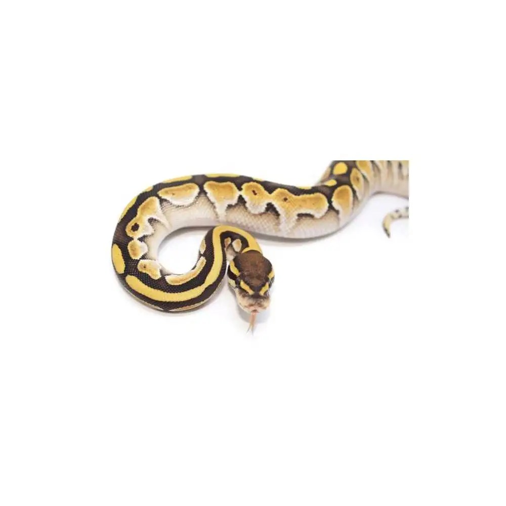Python regius "Butter" Python royal