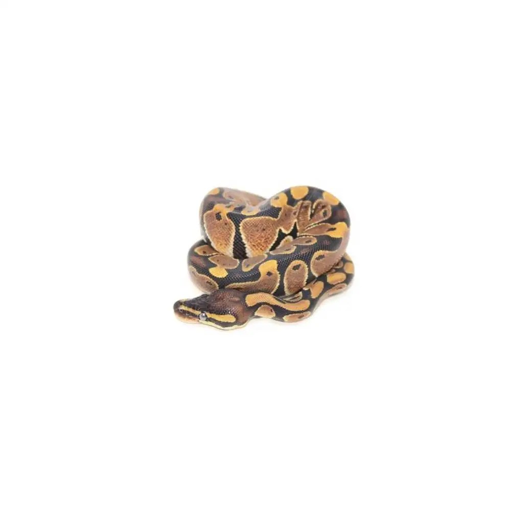 Python regius, Python royal Bebesaurus