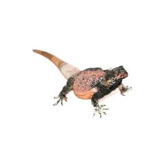 Magasin de reptiles en ligne Lyon Bebesaurus animalerie