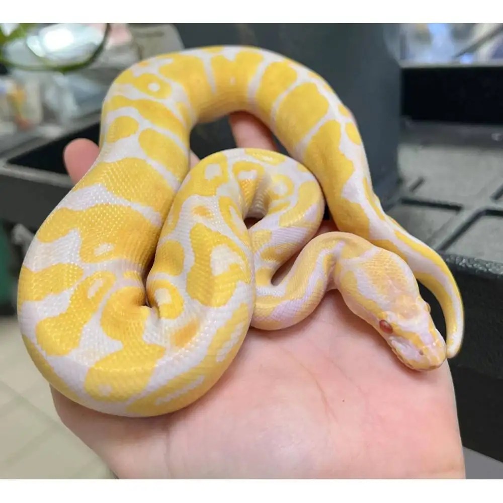 Python regius "Candino" Python royal