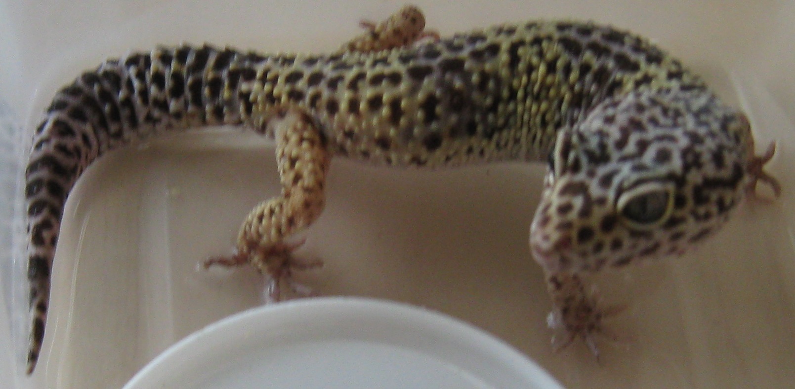 Reptile BecsetMuseaux