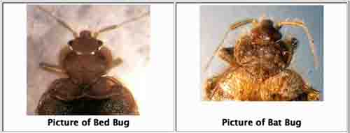 Identify Bed Bugs Pictures and Descriptions