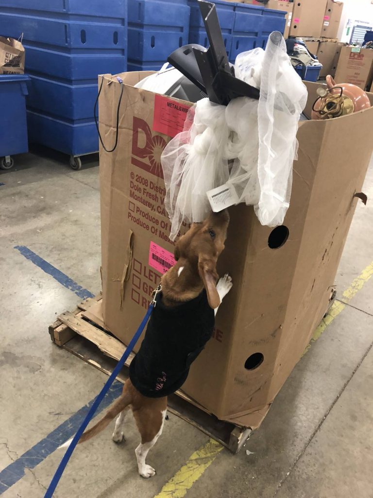 Bed Bug Exterminator Scent Detection Dogs Cincinnati, OH