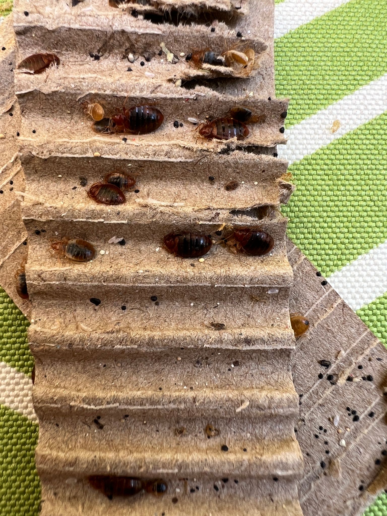 A Comprehensive Guide to DIY Bed Bug Prevention and Control