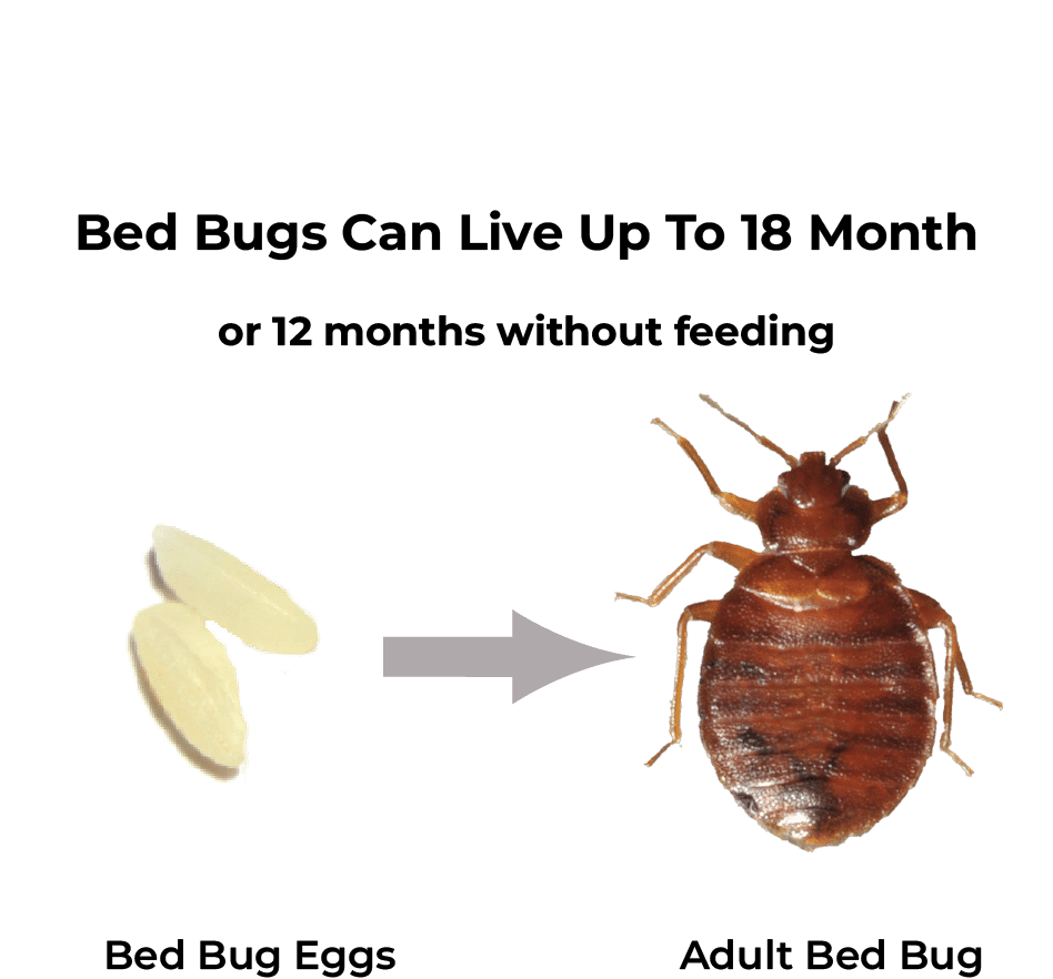 How Long Do Bed Bugs Live How To Treat Them Long Term
