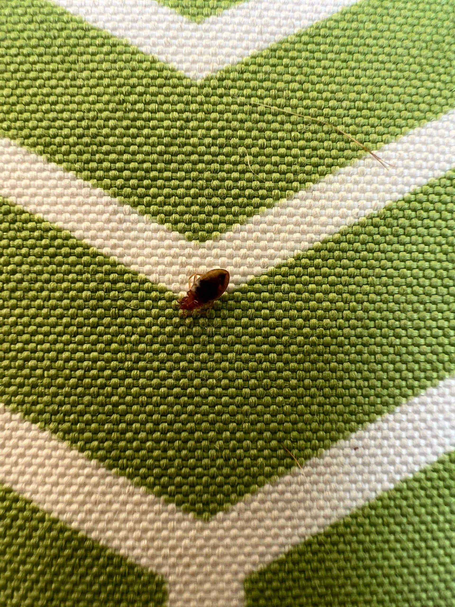 Bed Bugs vs. Carpet Beetles A Comprehensive Comparison
