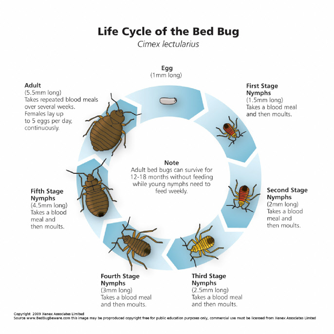 About BedBugs
