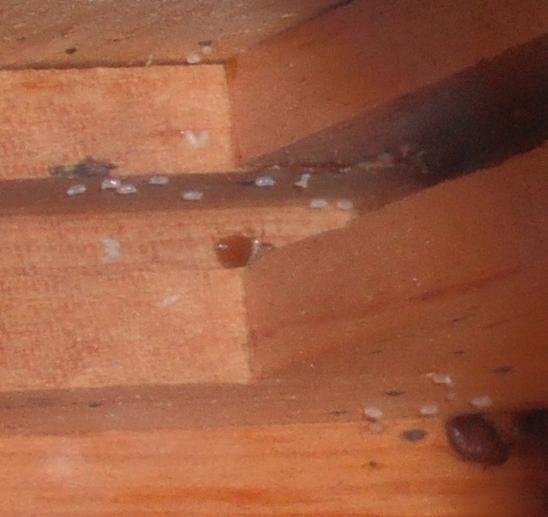 My horrible bed bug experience and a proven way to get rid of them