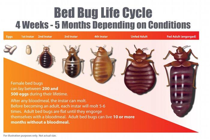 Hatched eggs are called nymphs. How Long Do Bed Bugs Live Bed Bug Guide