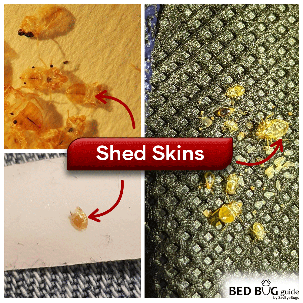 How to Check for Bed Bugs Bed Bug Guide
