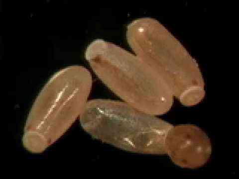 World, Bed Bug Registry Map World, Bed Bug Registry Map Infestation