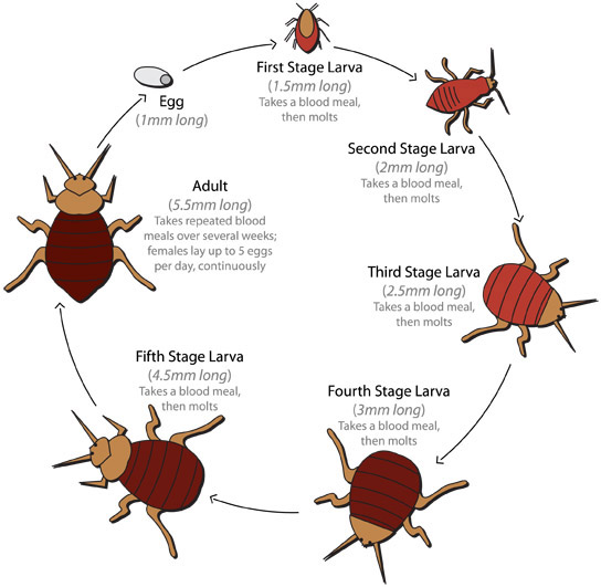 World, Bed Bug Registry Map World, Bed Bug Registry Map Infestation Reports