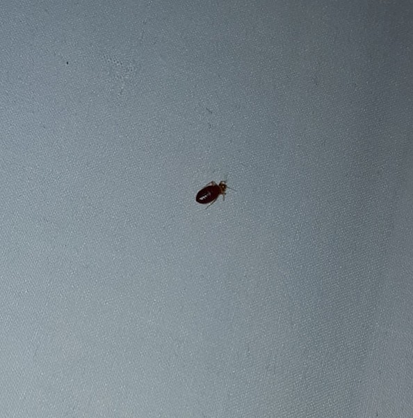 Absecon NJ Bed bug Hotel and Apartment Reports