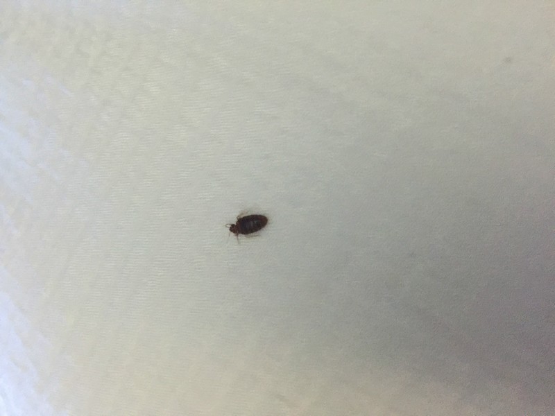North Dakota Bed Bug Hotel and Apartment Reports
