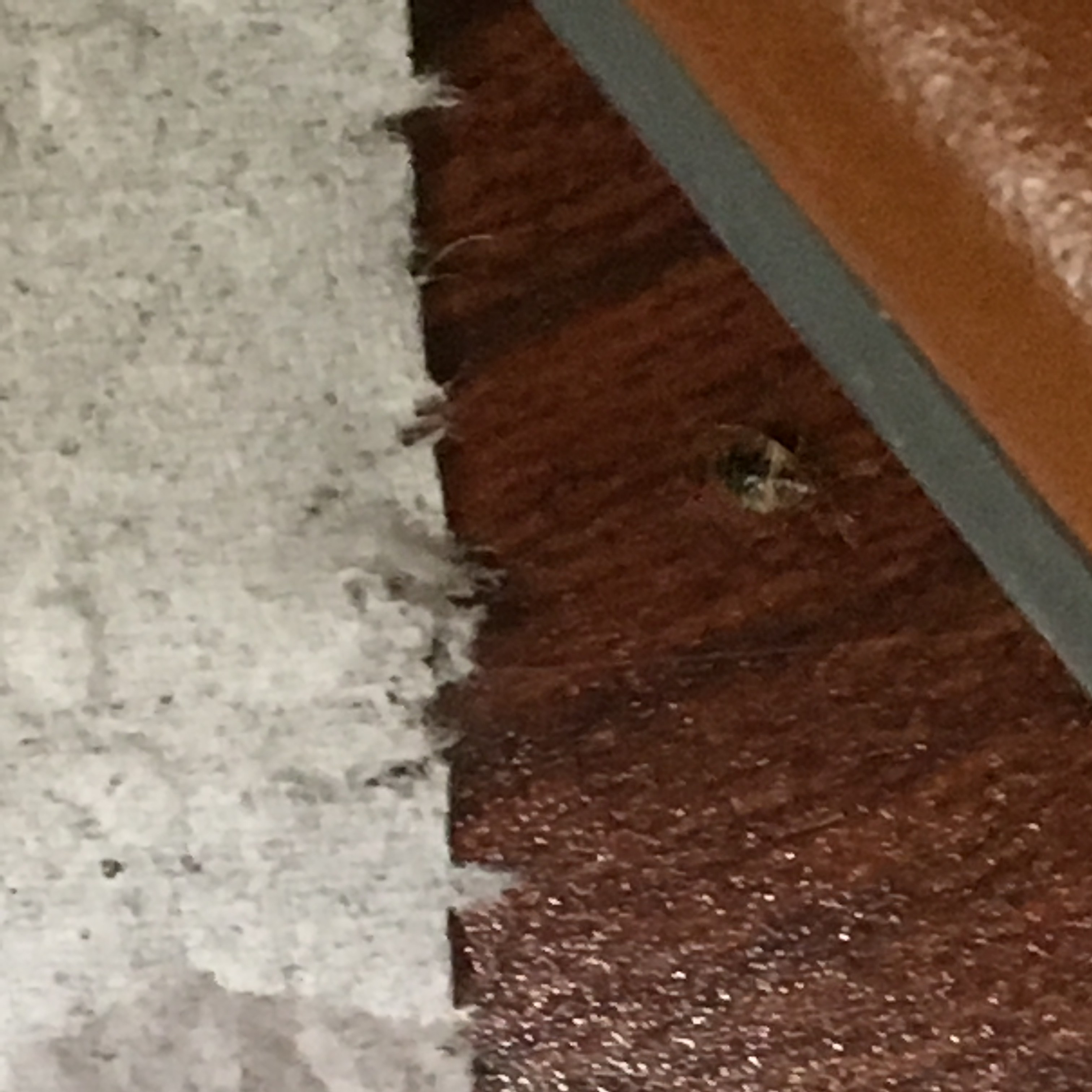New Hampshire Bed Bug Hotel and Apartment Reports