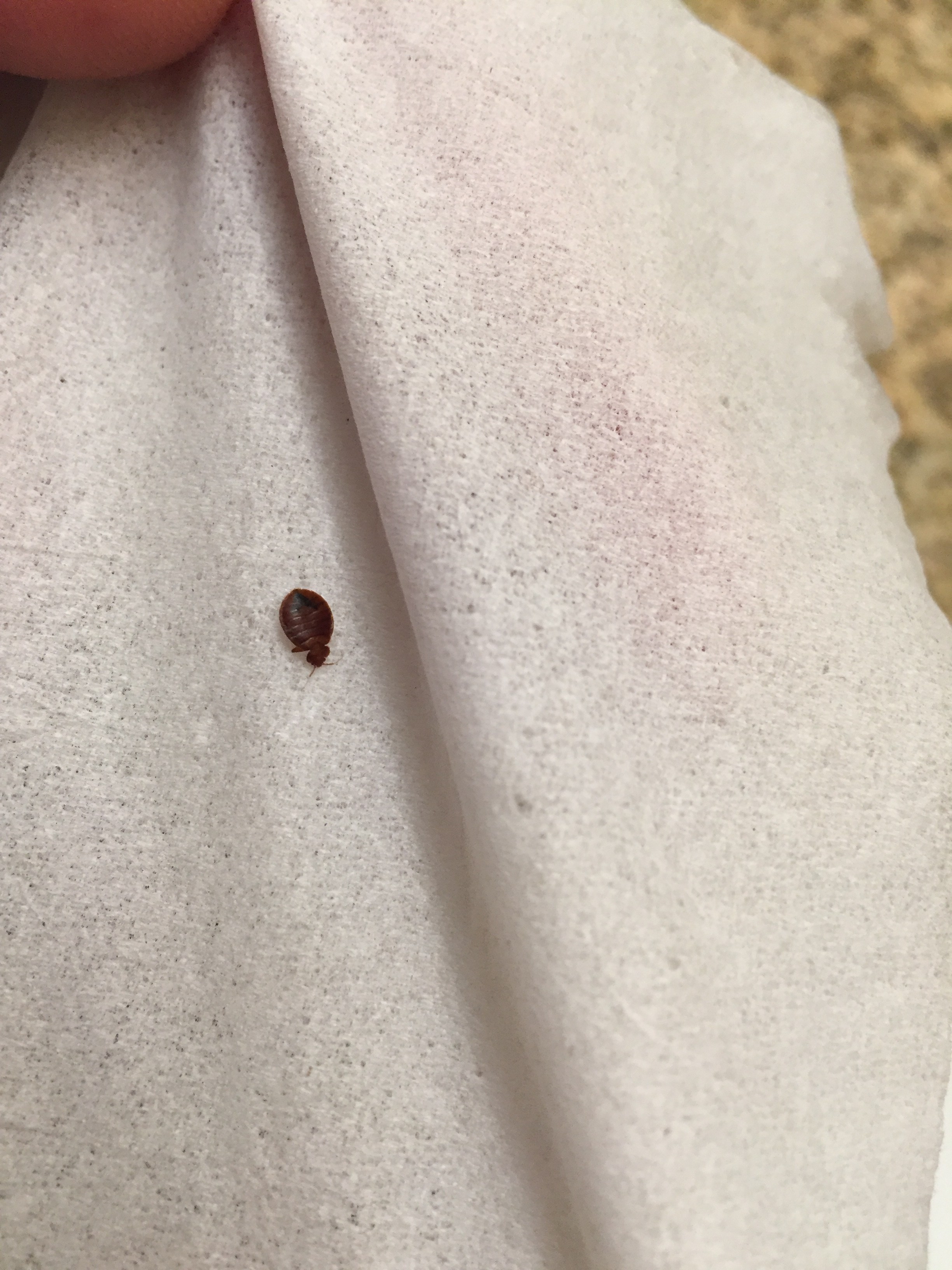Bed Bug Reports