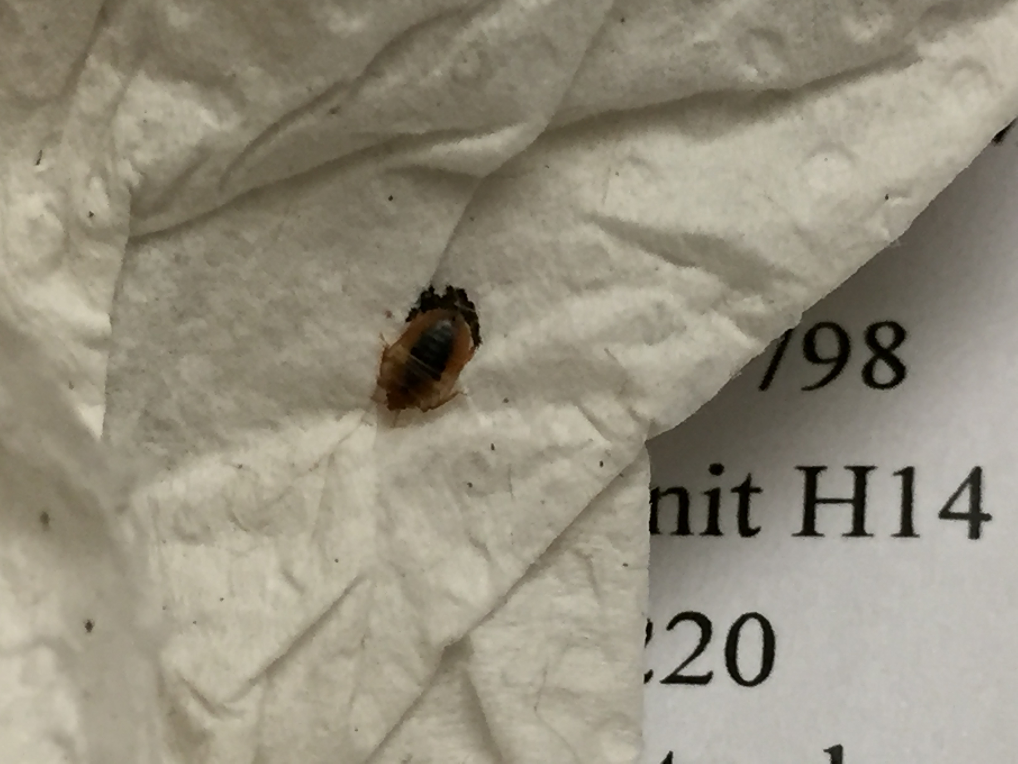 Vermont Bed Bug Hotel and Apartment Reports