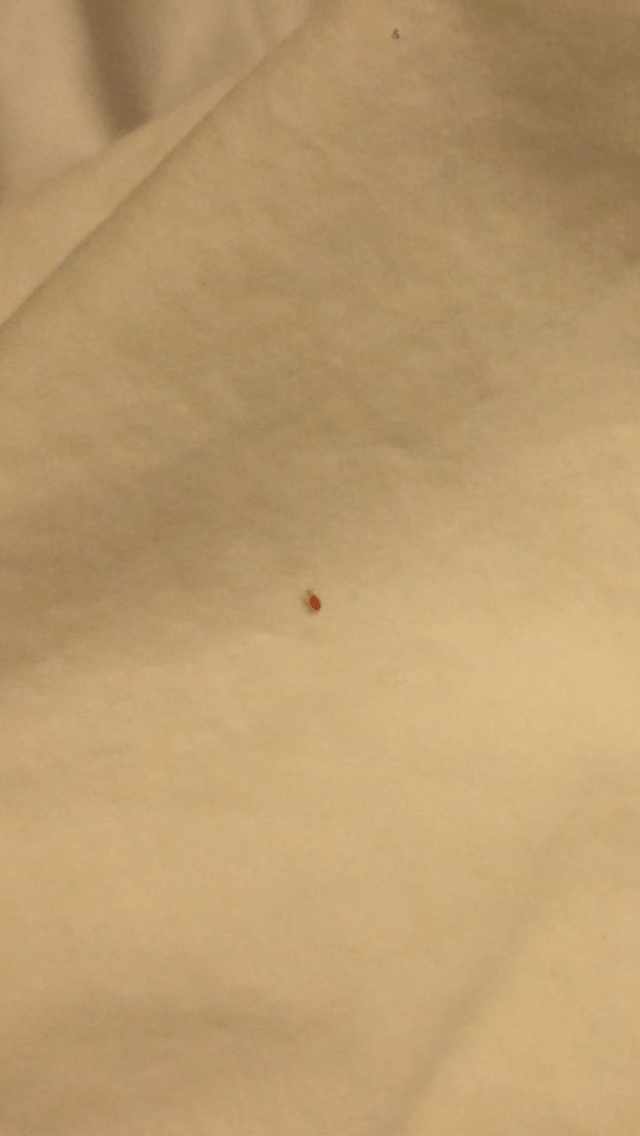 Hampton In Bed Bug Reports