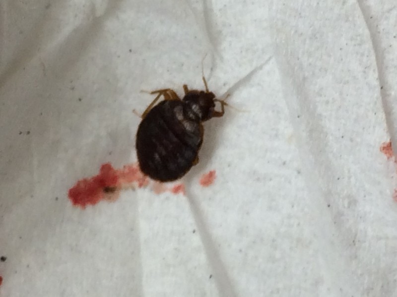 Chicago IL Bed bug Hotel and Apartment Reports