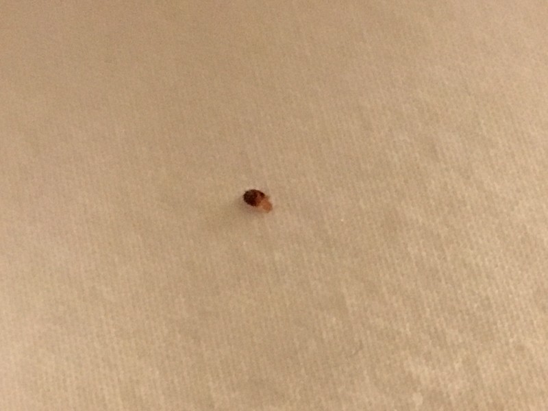 Edmond OK Bed bug Hotel and Apartment Reports