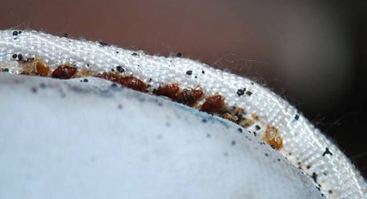 Huntington WV Bed bug Hotel and Apartment Reports