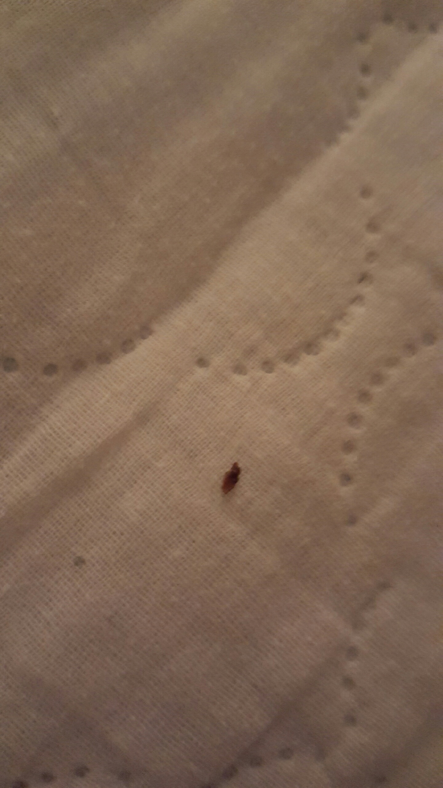 Bed Bug Reports Check Hotels and Apartments Before You Stay