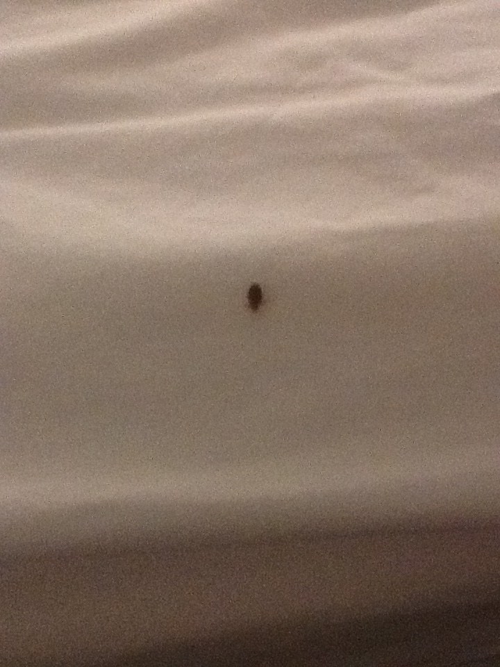 Hotel Bed Bug Reports