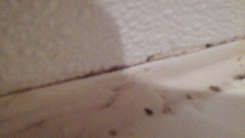 Tennessee Bed Bug Hotel and Apartment Reports