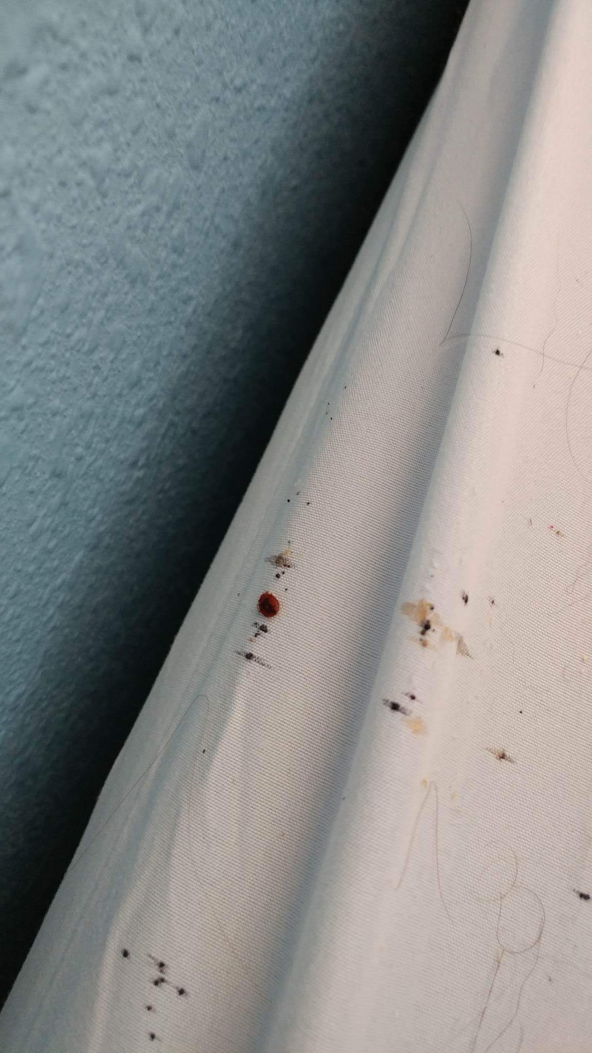 Bed Bug Reports Check Hotels and Apartments Before You Stay