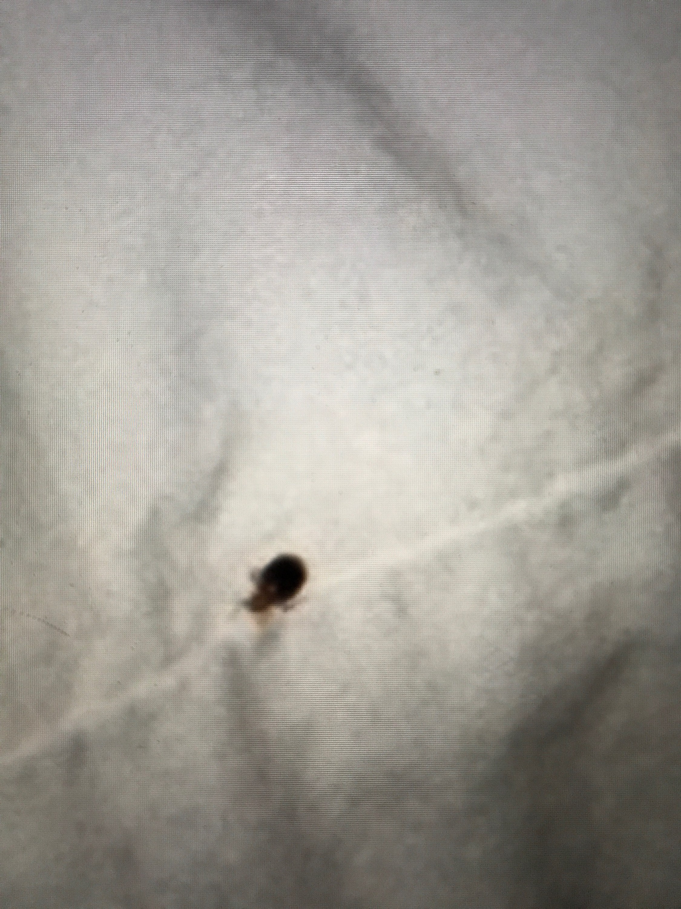 Bed Bug Reports Check Hotels and Apartments Before You Stay