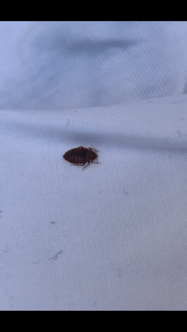 Bed Bug Reports Check Hotels and Apartments Before You Stay