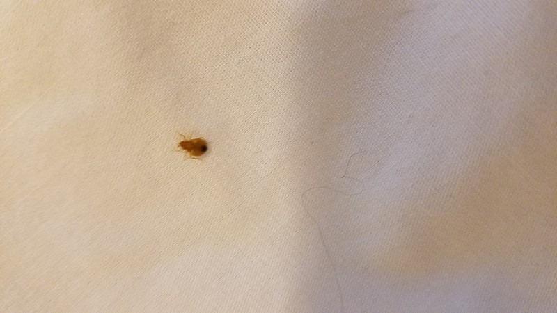 Bed Bug Reports Check Hotels and Apartments Before You Stay