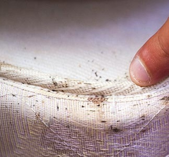 Bed Bug Reports Check Hotels and Apartments Before You Stay