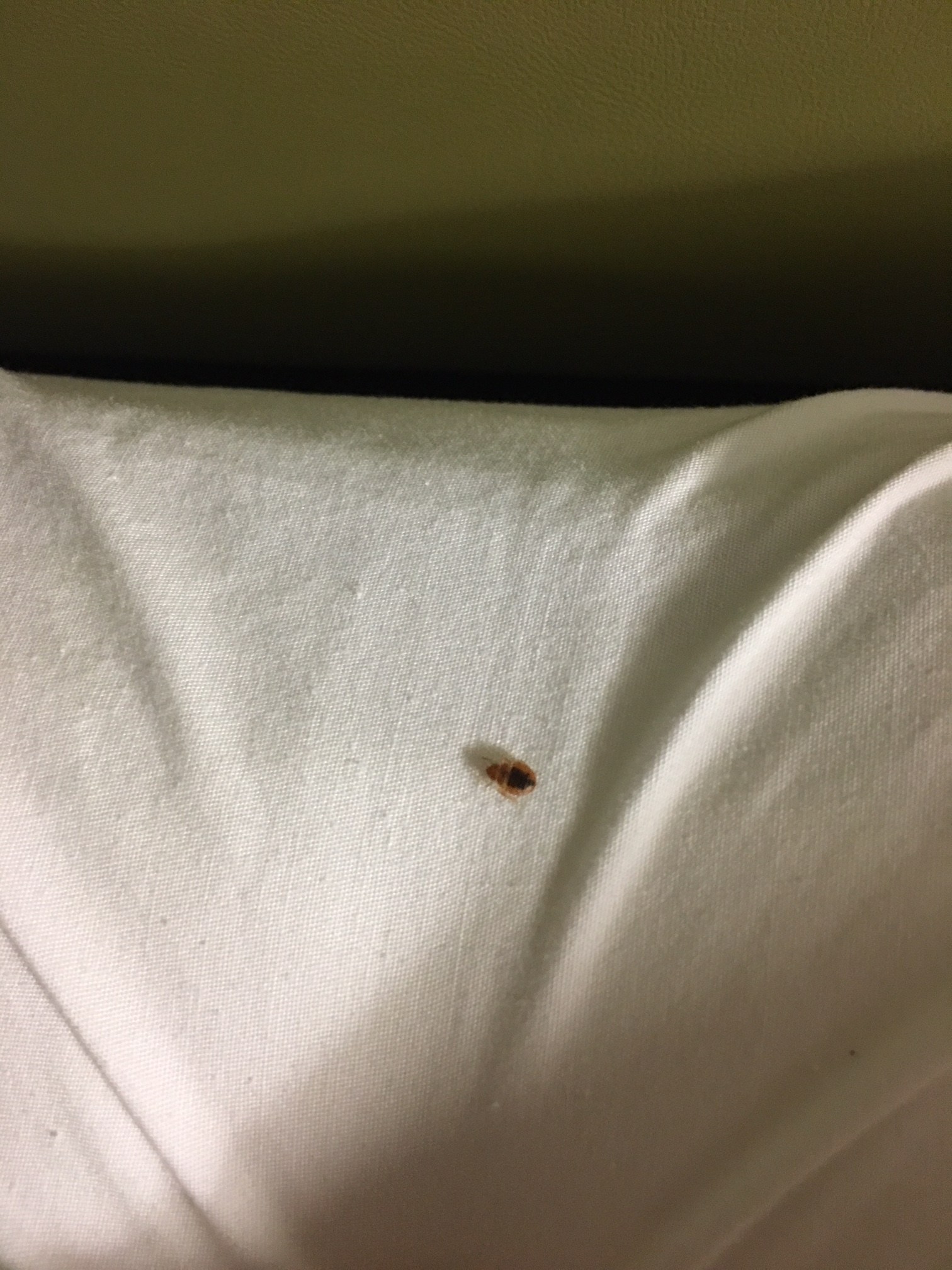 Country Inn & Suites Bed Bug Reports