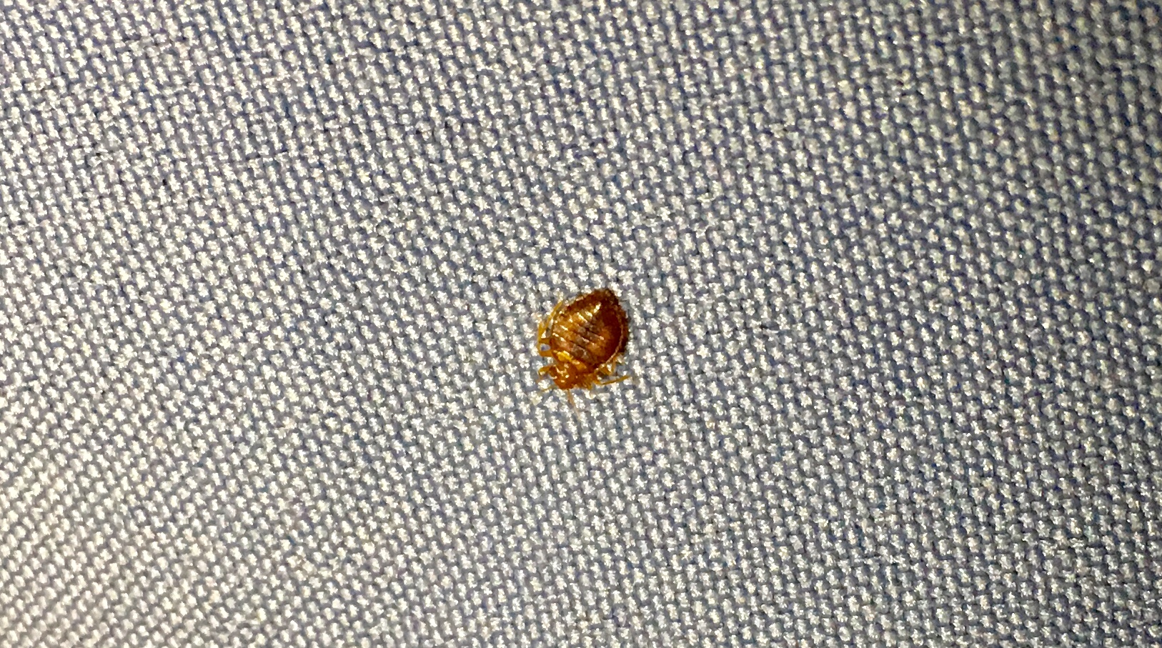 Bed Bug Reports Check Hotels and Apartments Before You Stay