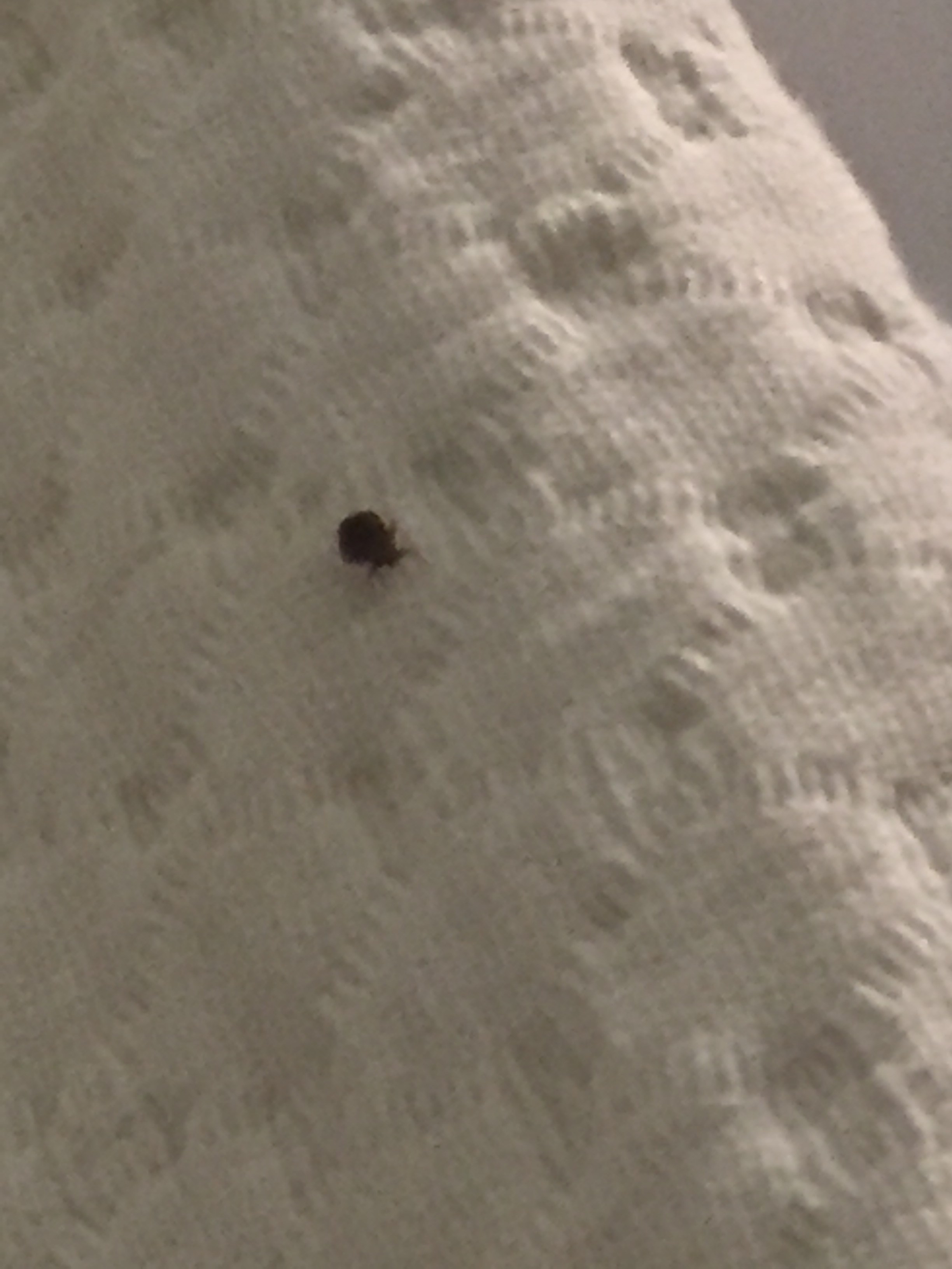 Bed Bug Reports Check Hotels and Apartments Before You Stay