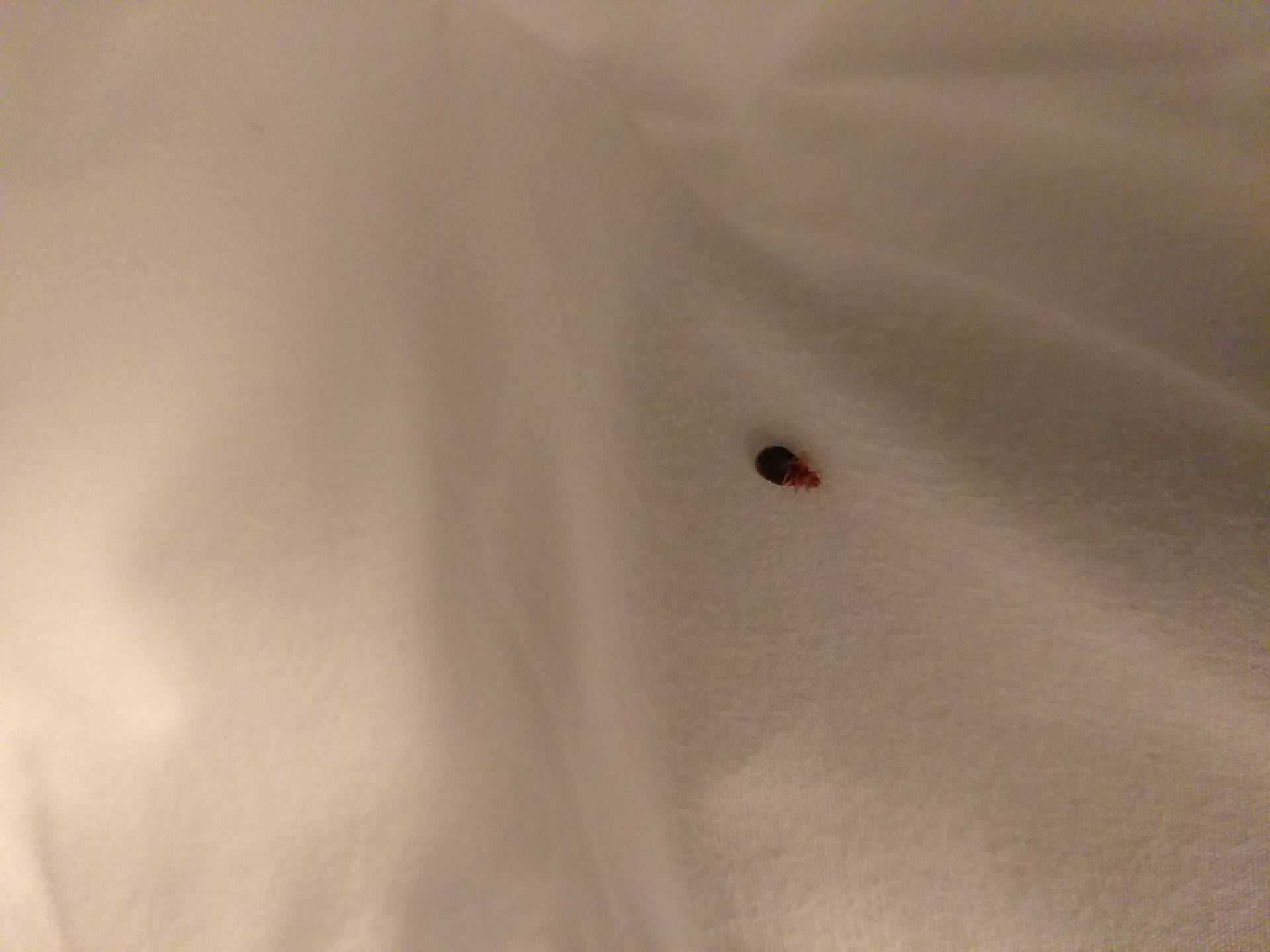 Bed Bug Reports Check Hotels and Apartments Before You Stay