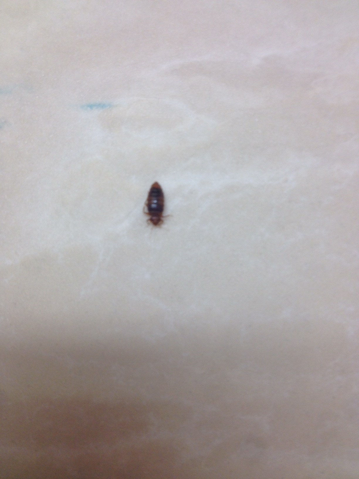 Las Vegas Hotel Bed Bug Registry