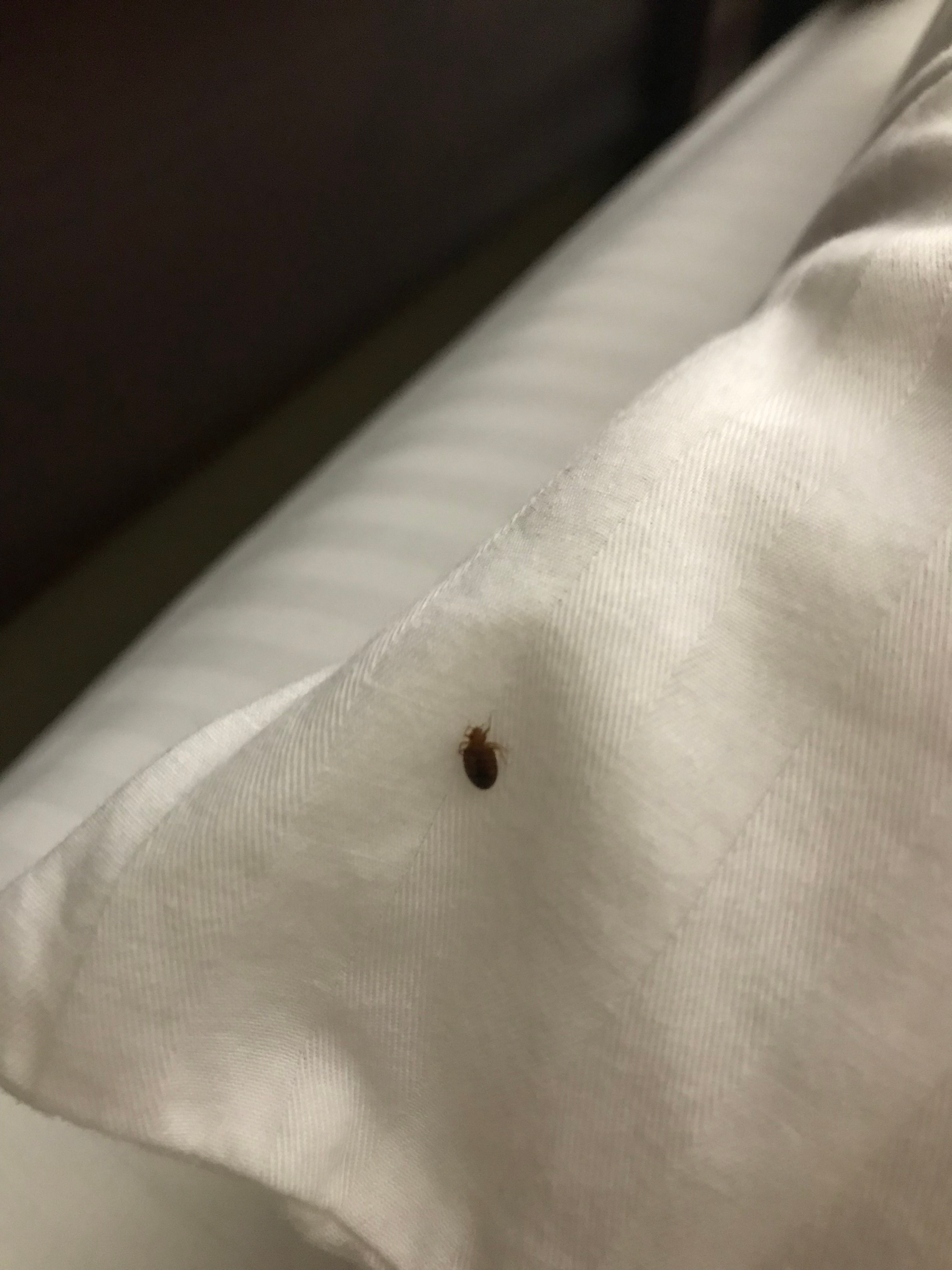 Bed Bug Reports Check Hotels and Apartments Before You Stay