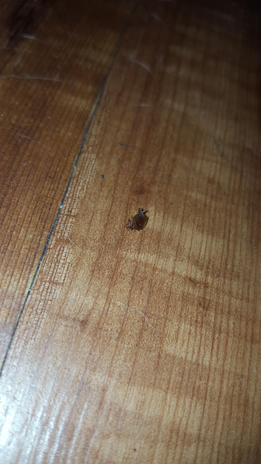 Las Vegas Hotels With Bed Bugs 2018 bcdesignrenov