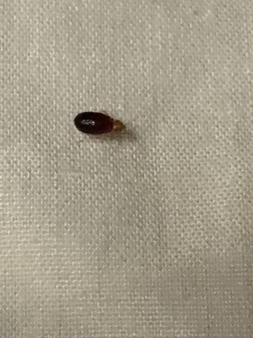 Ohio Bed Bug Hotel and Apartment Reports