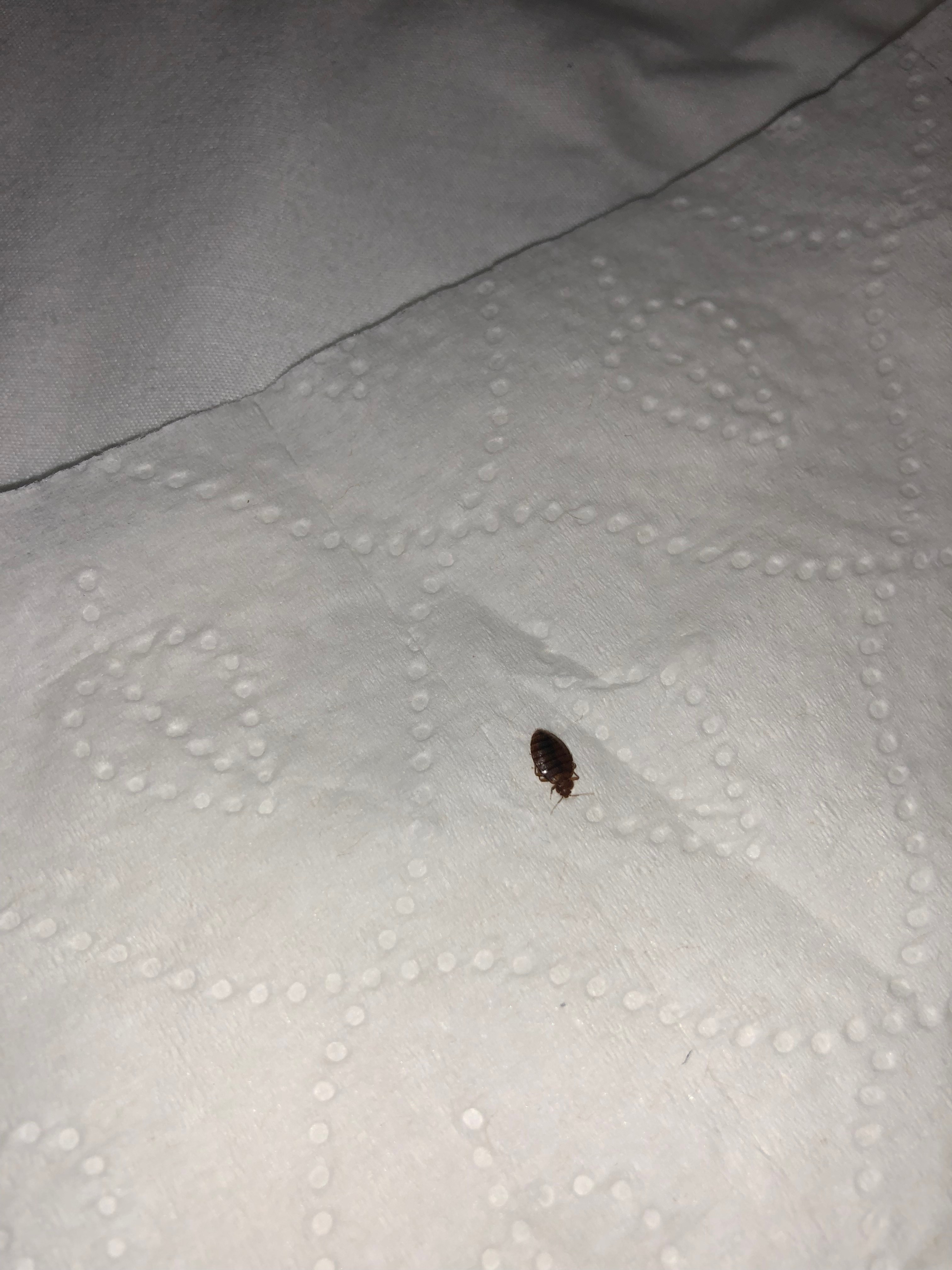 Bed Bug Reports Check Hotels and Apartments Before You Stay