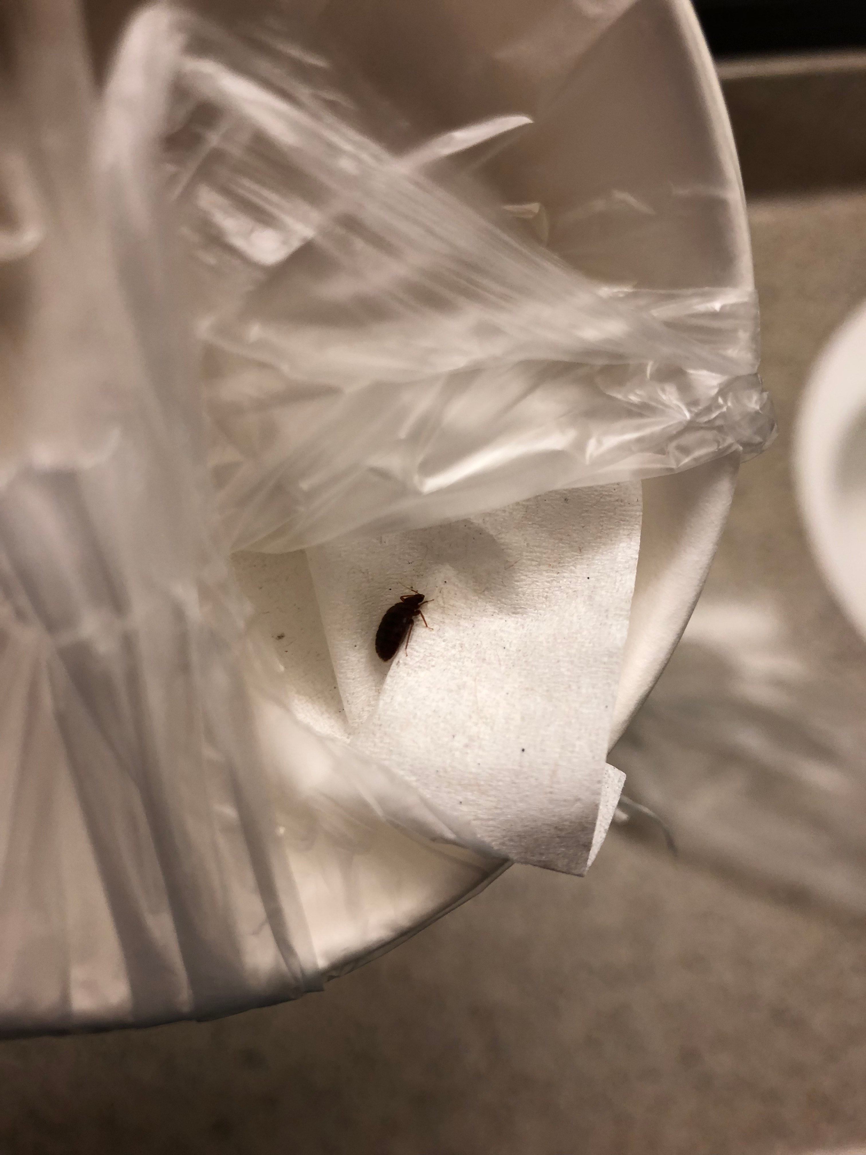 Utah Bed Bug Hotel and Apartment Reports