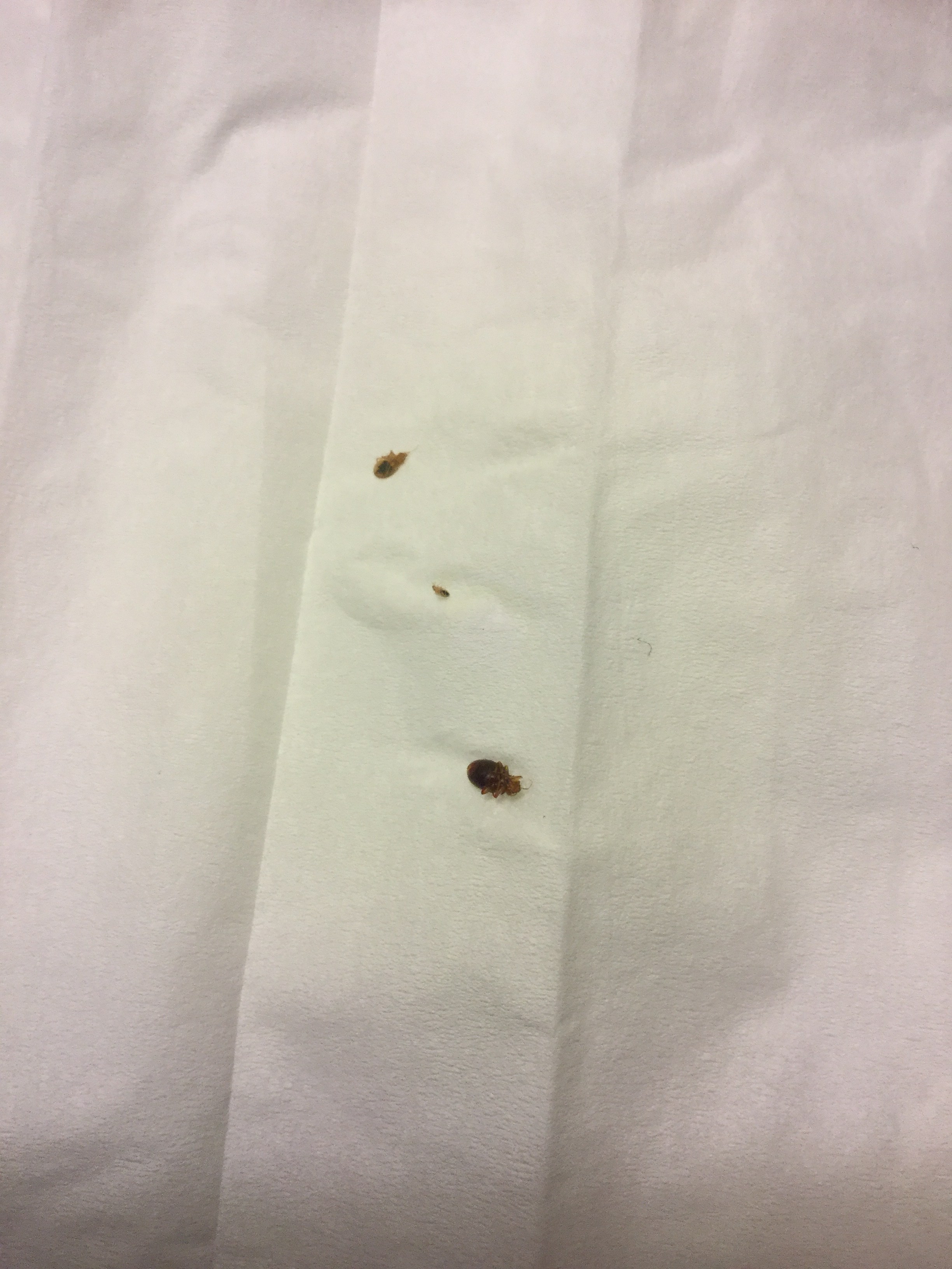 Arizona Bed Bug Hotel and Apartment Reports