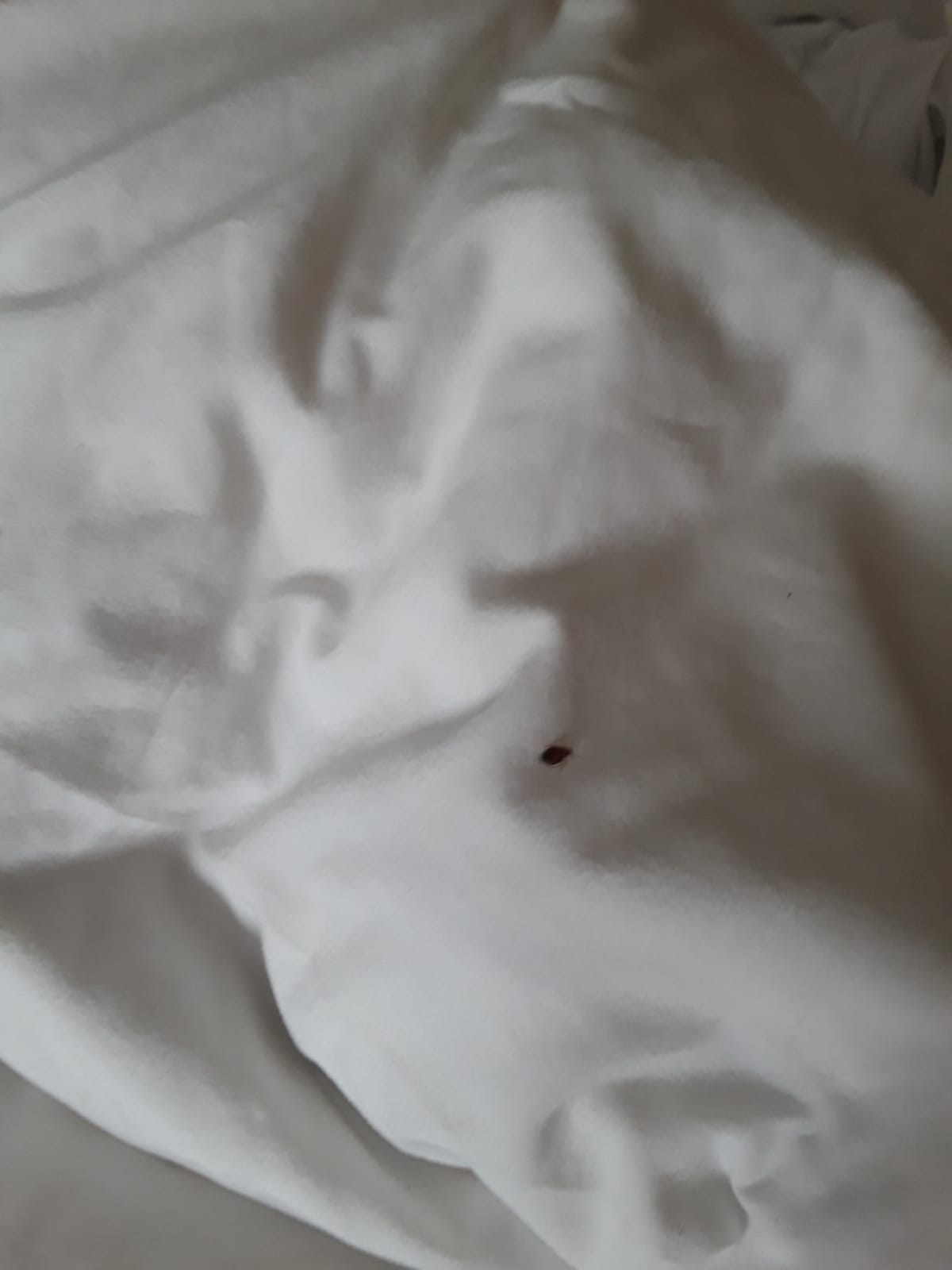 New Jersey Bed Bug Hotel and Apartment Reports