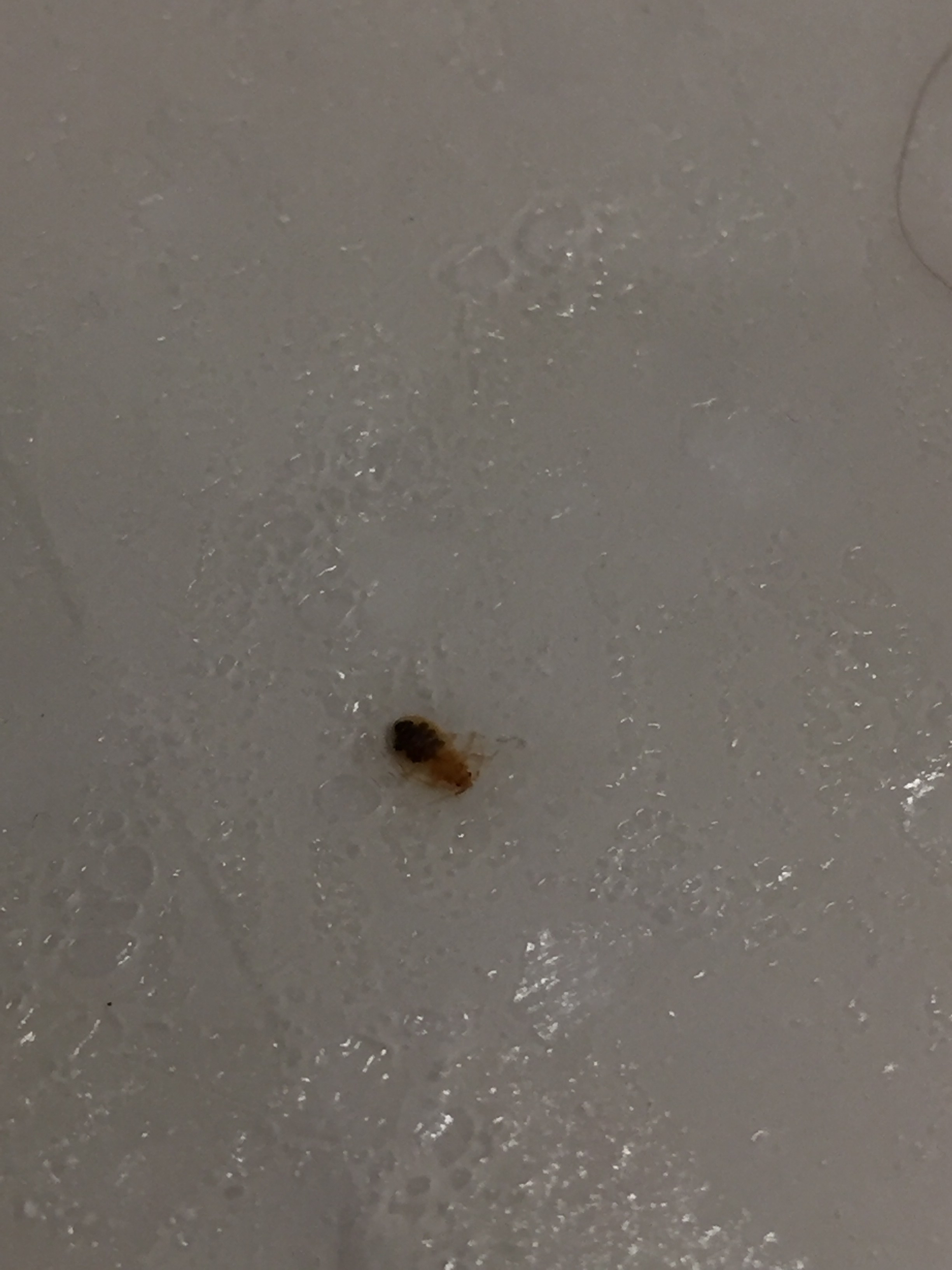 Maryland Bed Bug Hotel and Apartment Reports
