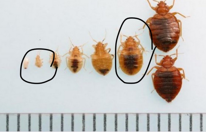 North Carolina Bed Bug Hotel and Apartment Reports