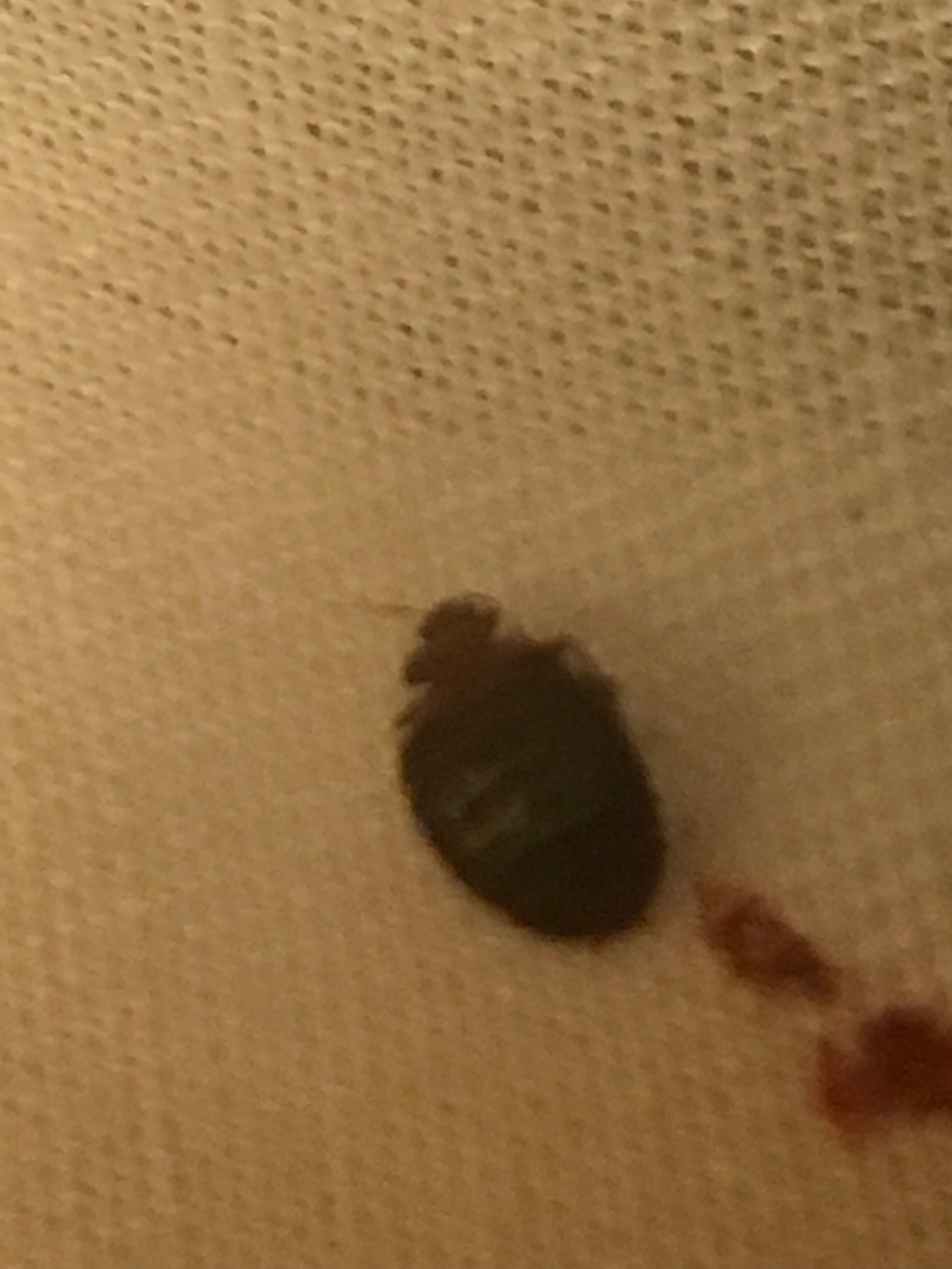 Myrtle Beach SC Bed bug Hotel and Apartment Reports