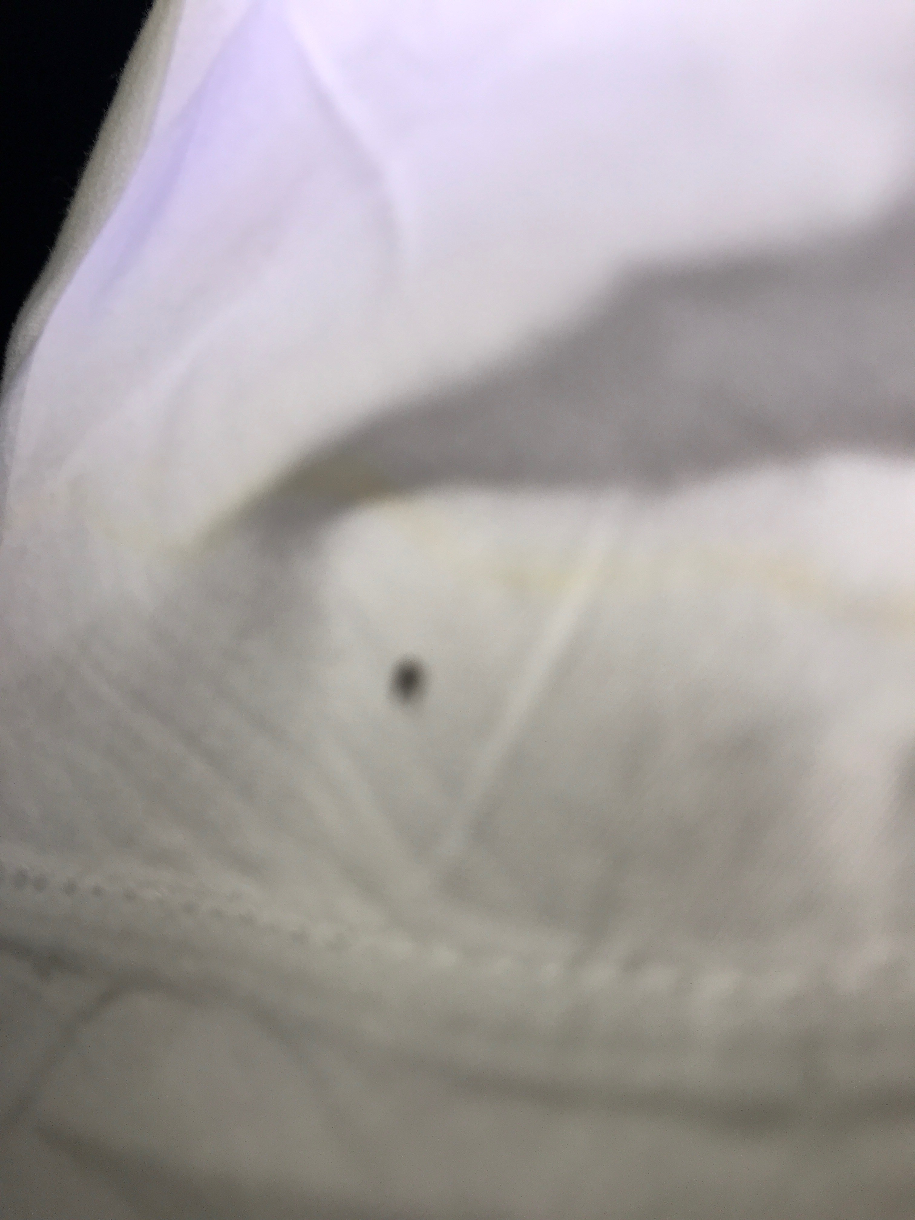 New York City NY Bed bug Hotel and Apartment Reports